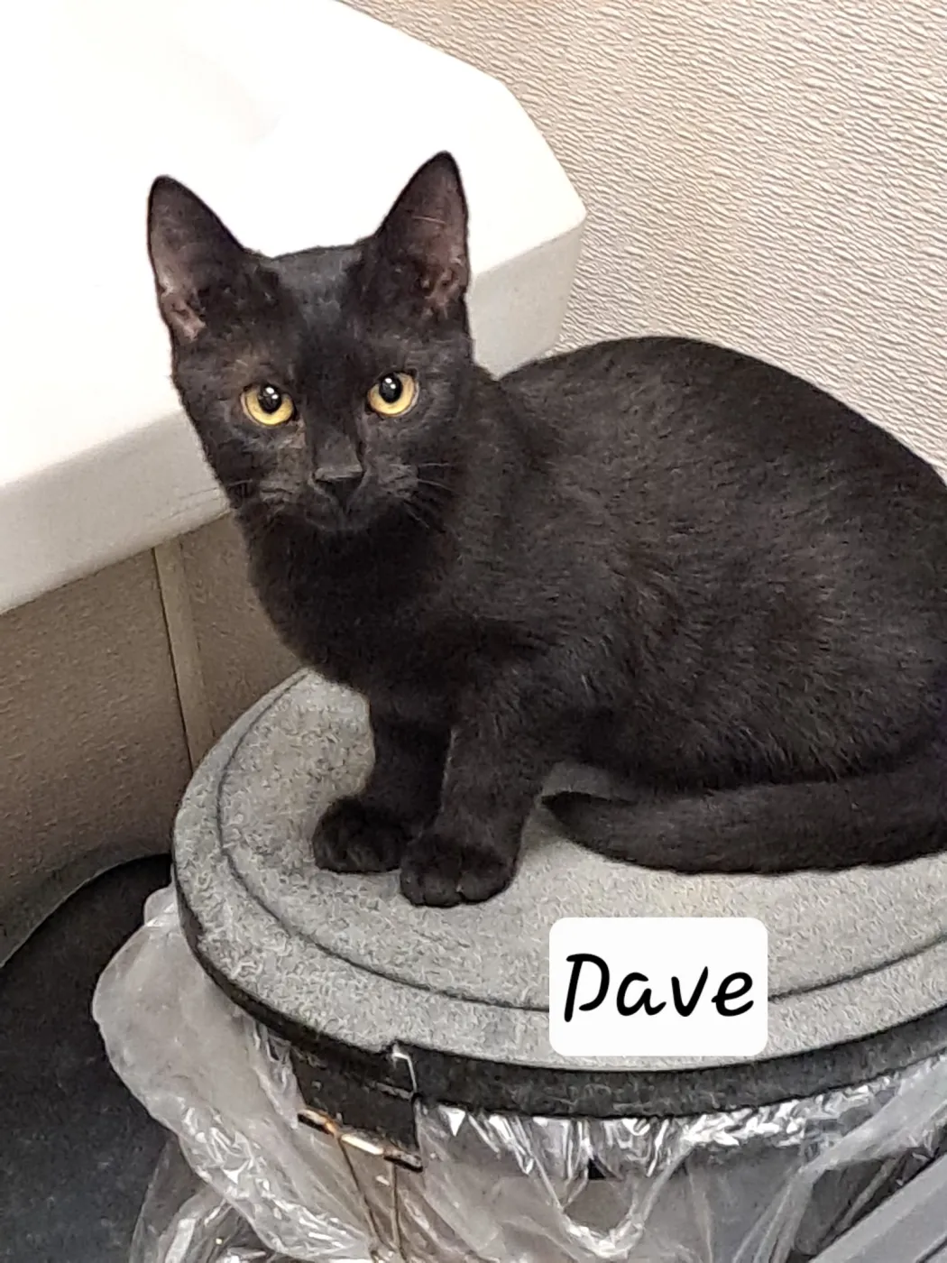 Dave - Photo 1