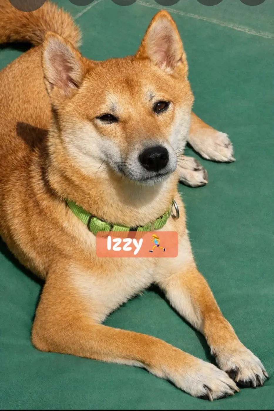 Izzy - Photo 1