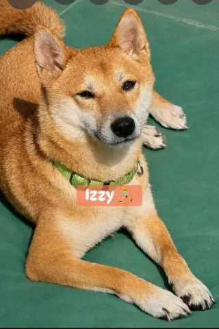 Izzy