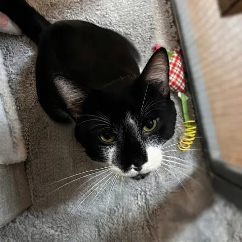 Victor