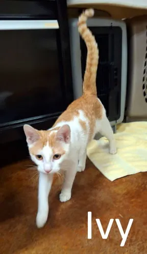 Ivy - Photo 4