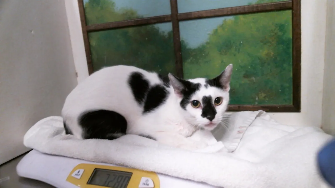 Snowball - Photo 1
