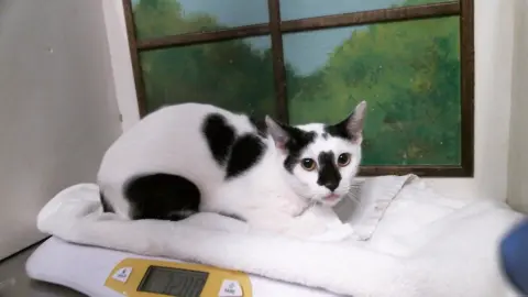Snowball