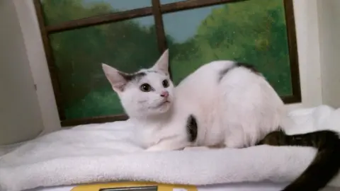 Flebebe