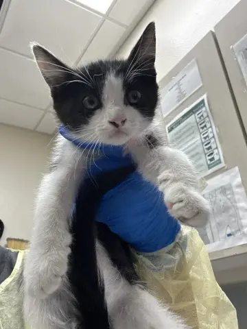 Sugar Pepper