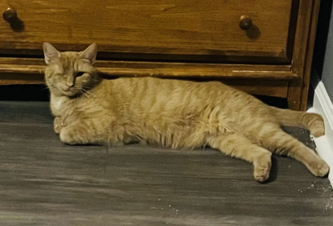 Candy Corn - Photo 1