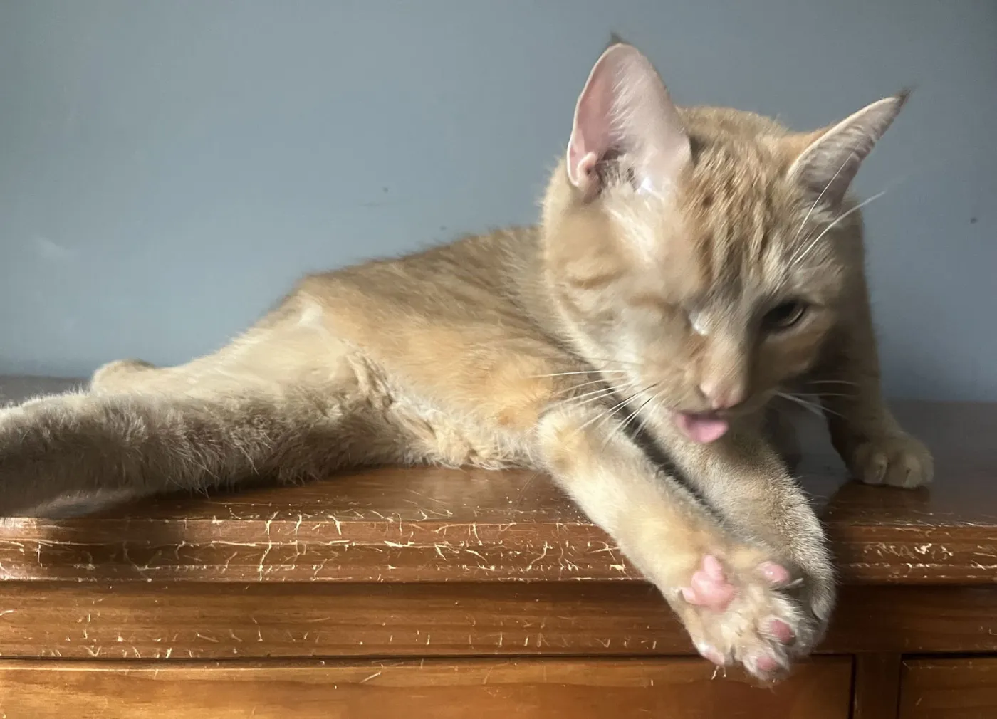 Candy Corn - Photo 2