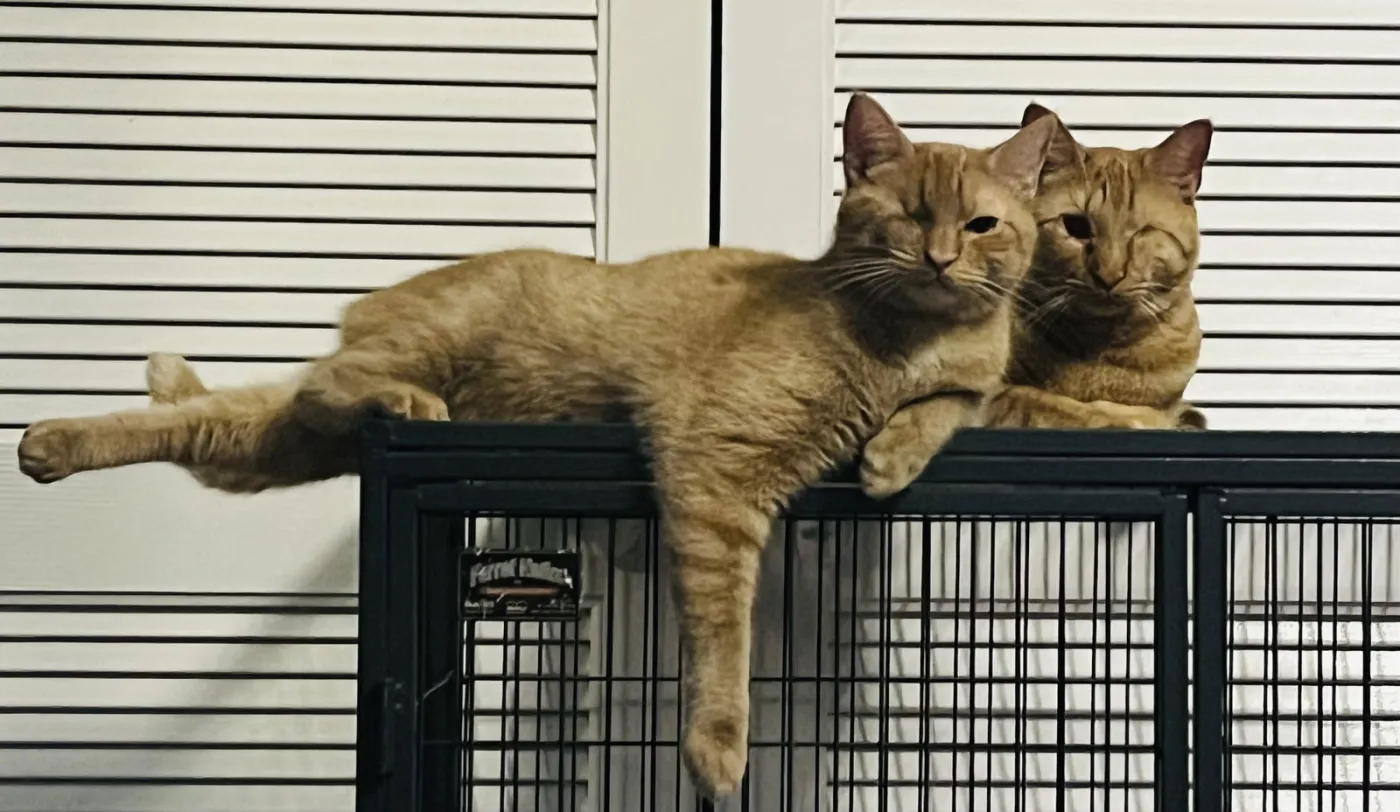 Candy Corn - Photo 3