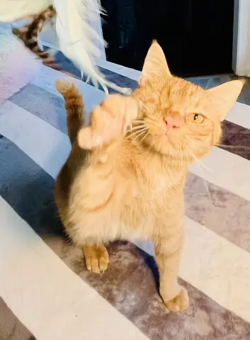 Candy Corn thumbnail 4