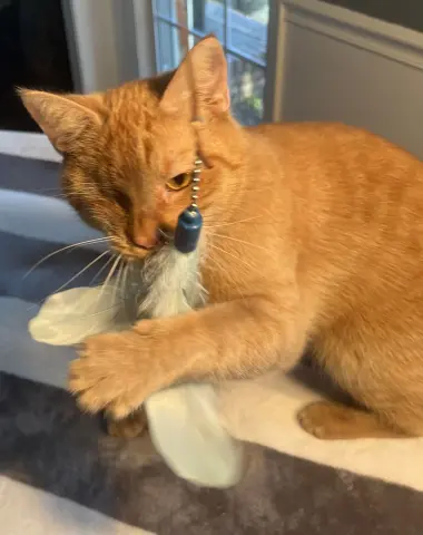 Candy Corn thumbnail 5