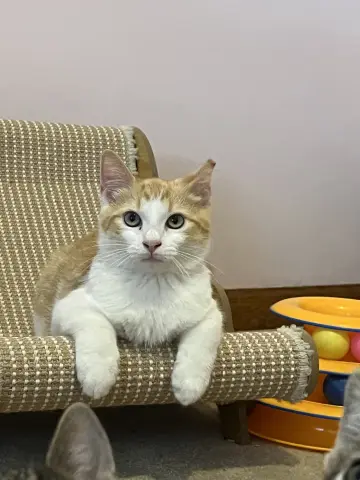Peter