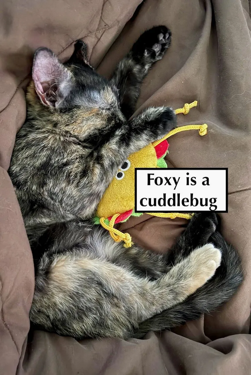 Foxy - Photo 4