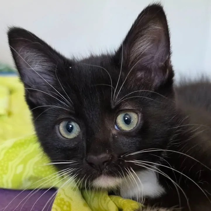 Tuxie Samie - Photo 1