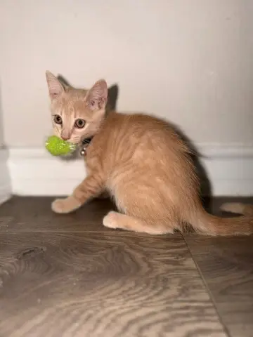 Butters