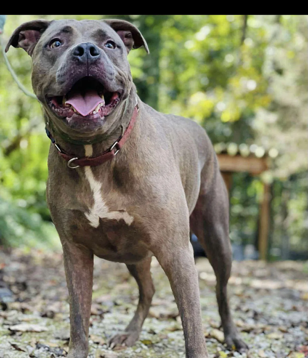 Beetlejuice - Photo 3