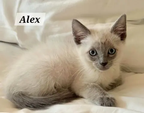 Alex