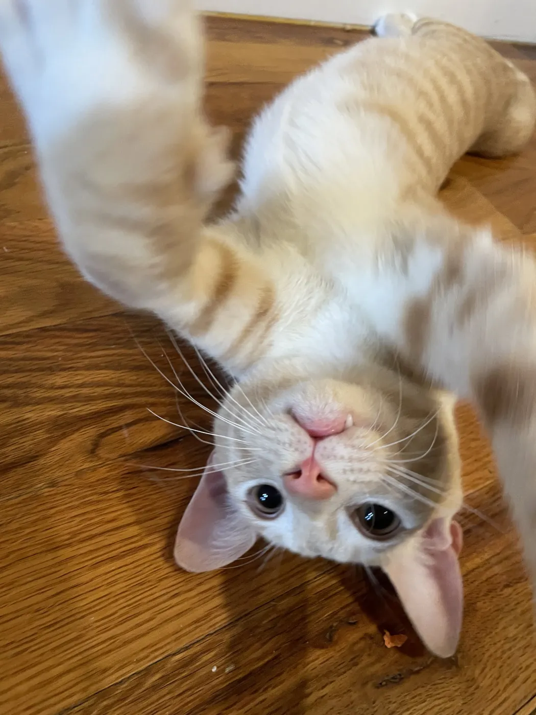 Ginger - Photo 1