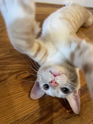Ginger