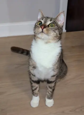 Jodie