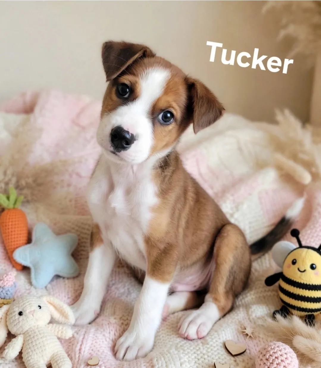 Tucker - Photo 1