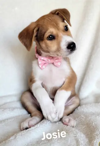 Josie