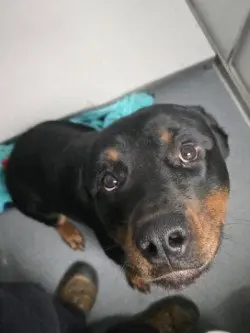 Ajax