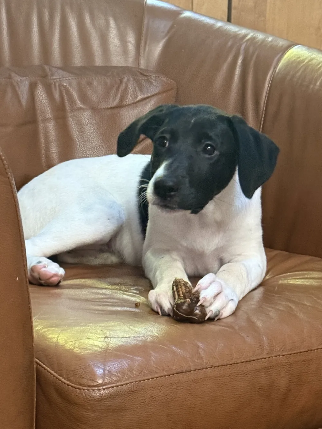 Nellie - Photo 1