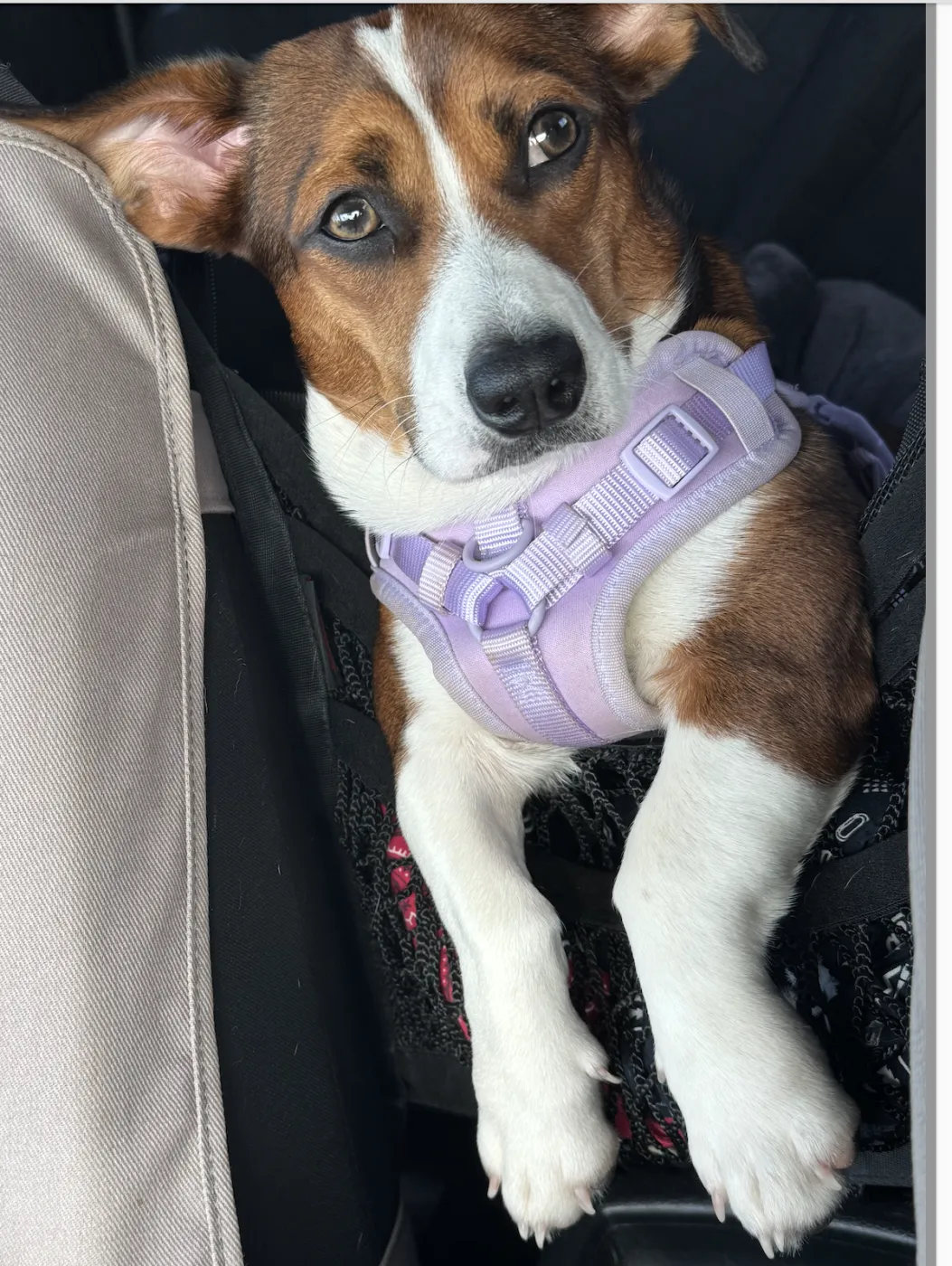 Bella - Photo 1