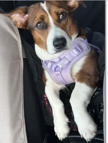 Bella