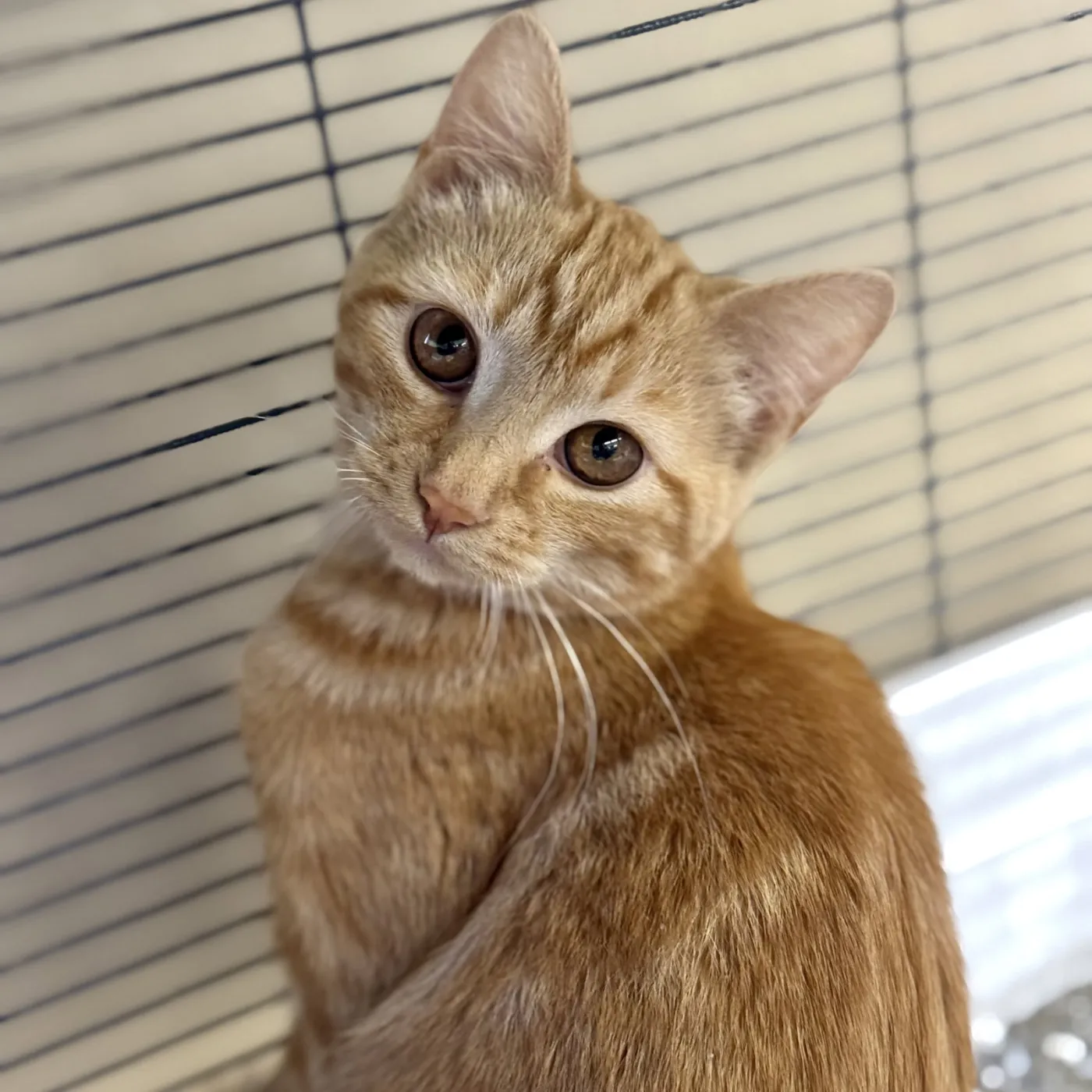 Ginger - Photo 1