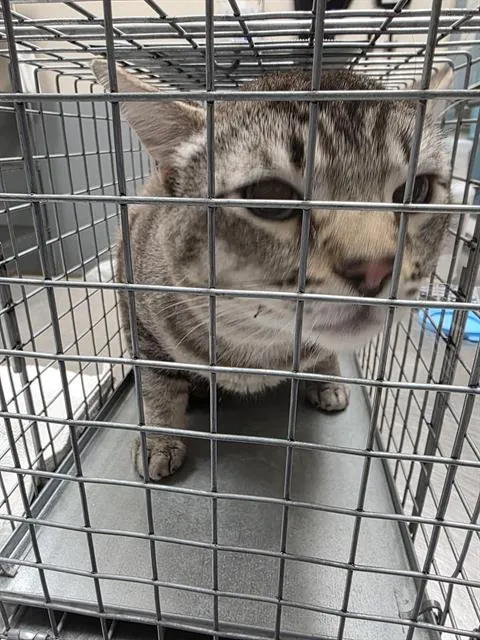 Tigger - Photo 1