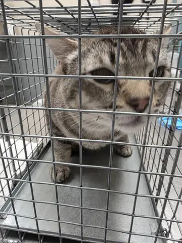 Tigger
