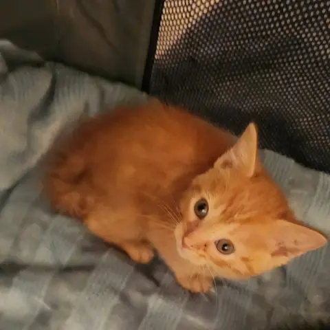 Tails