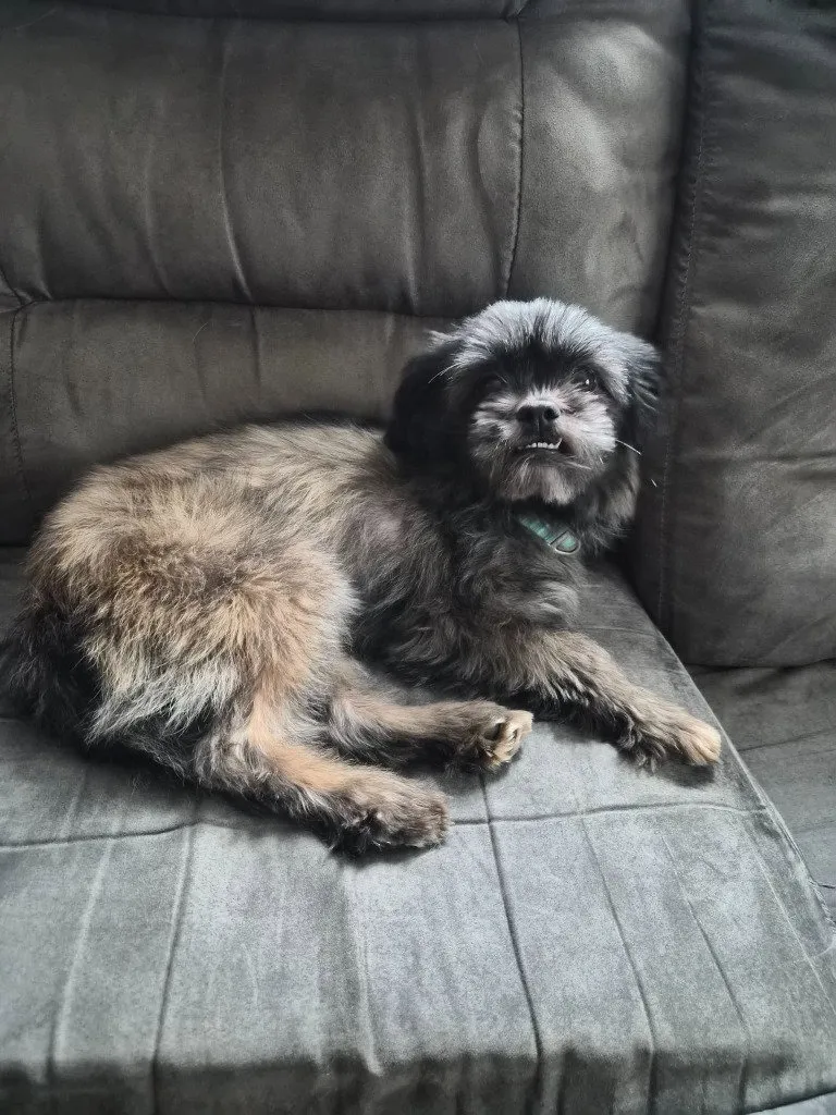 Luna - Photo 1