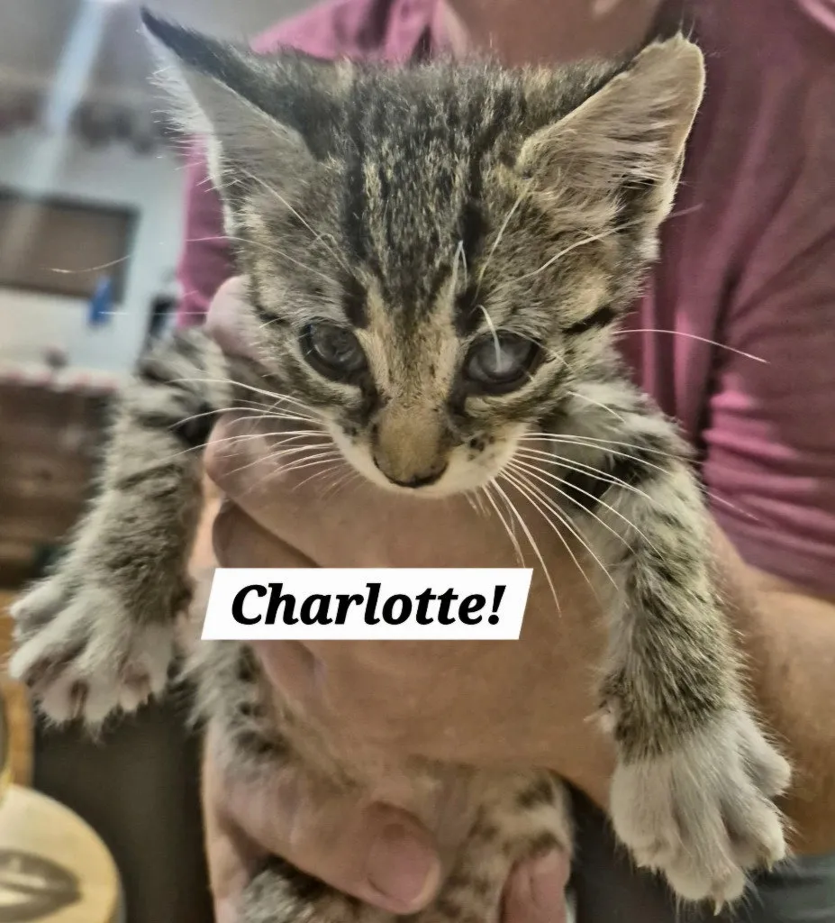 Charlotte - Photo 1