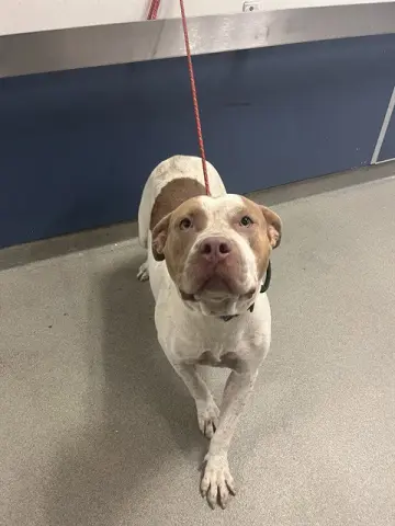 Rosie