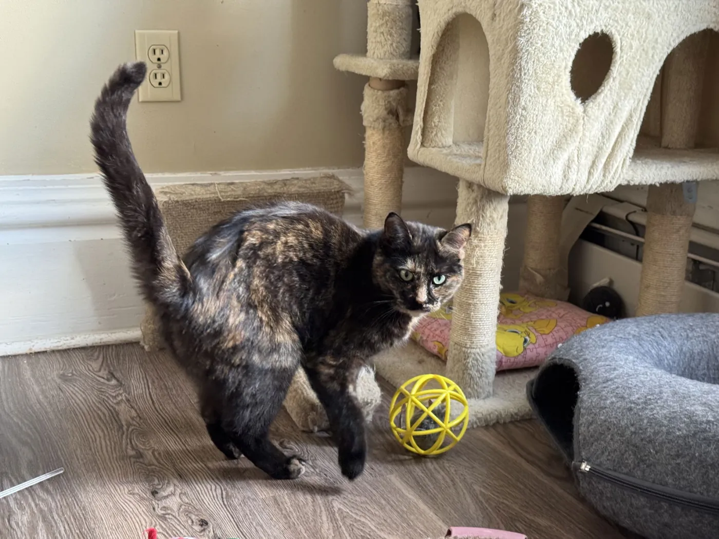 Miss Marbles - Photo 1