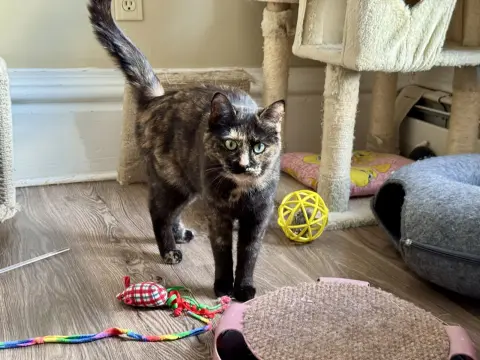 Miss Marbles thumbnail 2