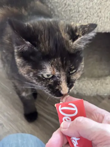 Miss Marbles thumbnail 3