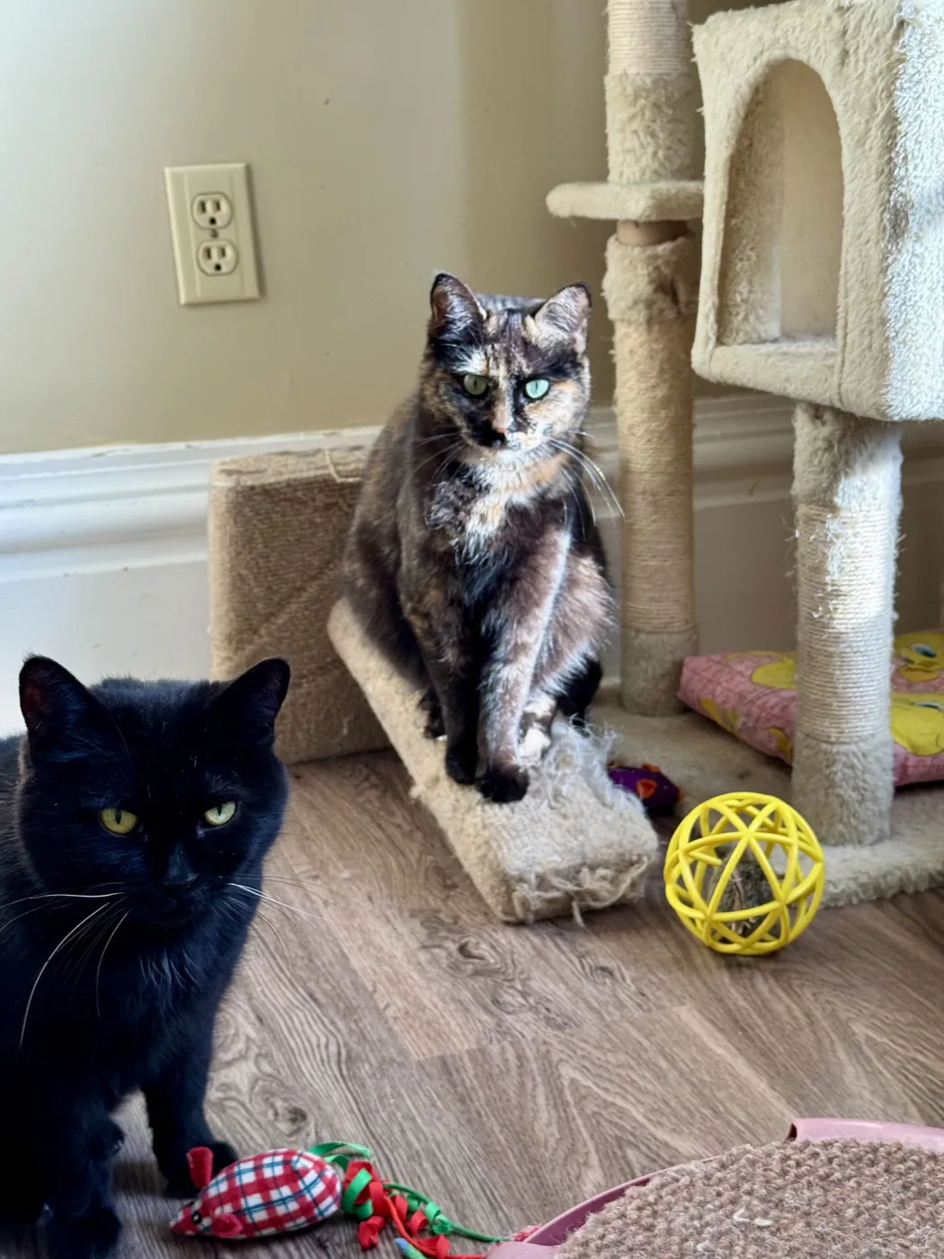 Miss Marbles - Photo 4