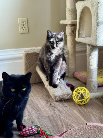 Miss Marbles thumbnail 4