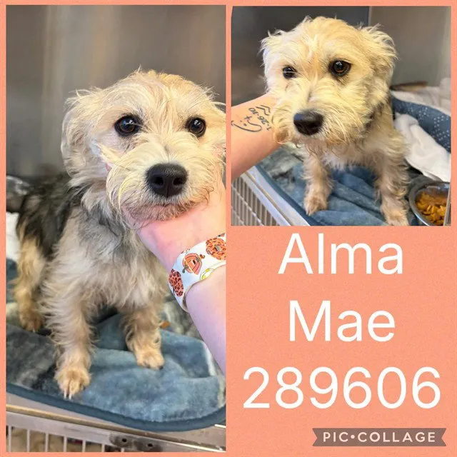 Alma Mae - Photo 1