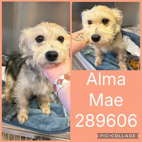 Alma Mae