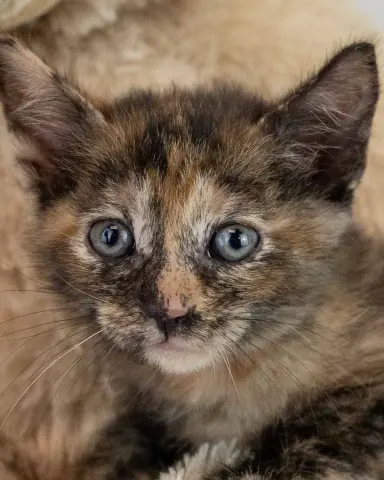 Rosalind
