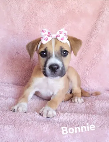 Bonnie