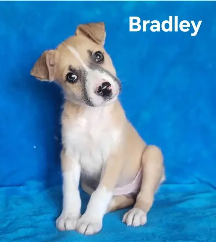 Bradley