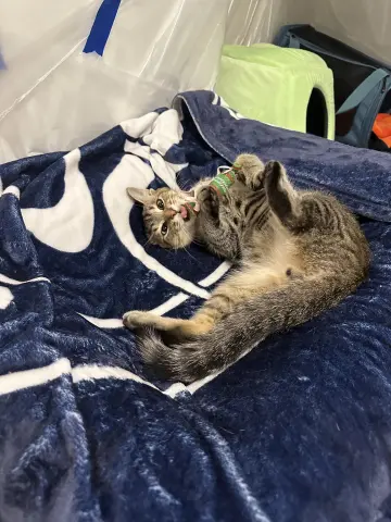 Buddy