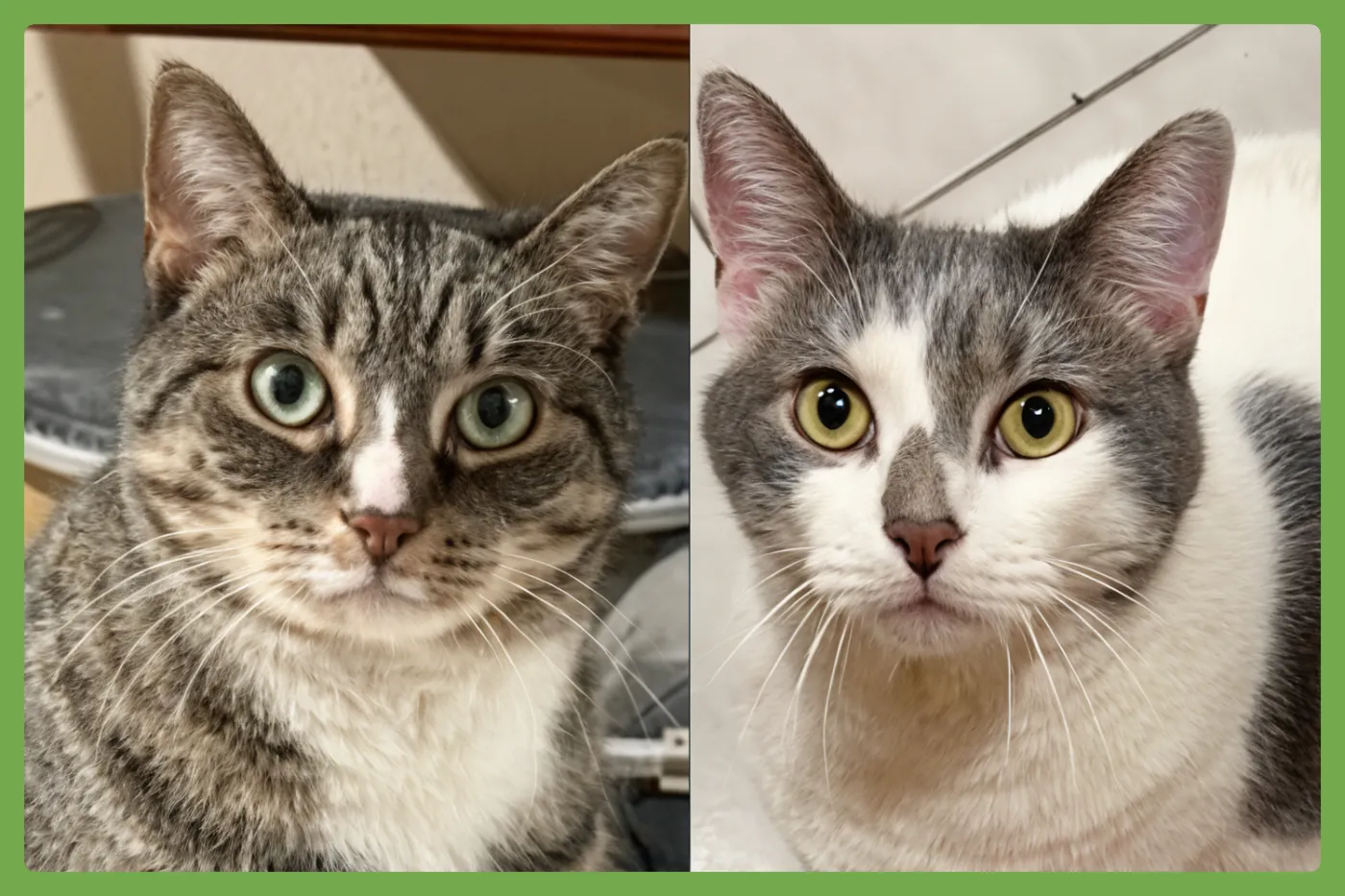 Kittycat and Tinker - Photo 1