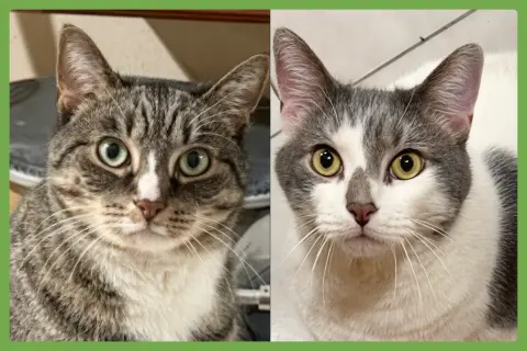 Kittycat and Tinker