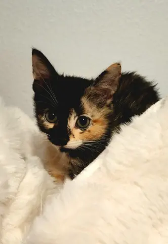 Uma